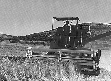 Basilio Valero cosechando. Langa del Castillo.