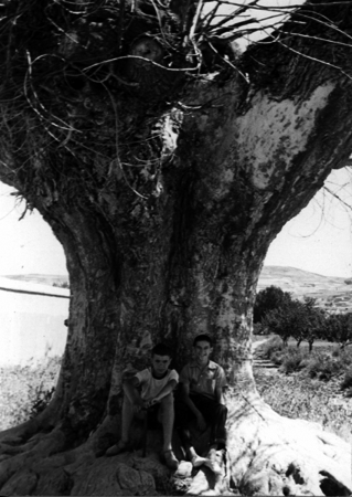 Dos niÃ±os junto a un Ã¡rbol centenario desaparecido en Calamocha.