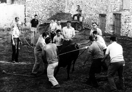 Mozos en vaquillas Torre los Negros.