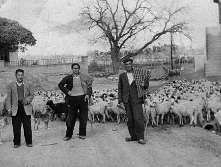 Pastores con el rebaÃ±o de ovejas. Morata de Jiloca.