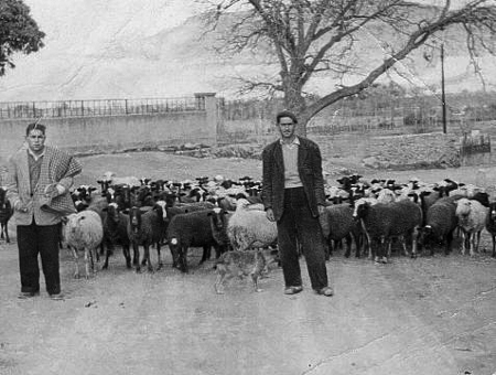 Pastores con el rebaÃ±o de ovejas. Morata de Jiloca.