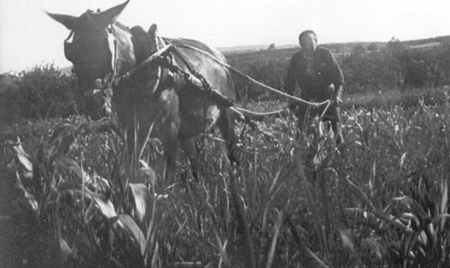 Trabajando en el campo. Morata de Jiloca.