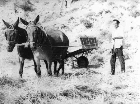 Burro con aperos de labranza. Morata de Jiloca.