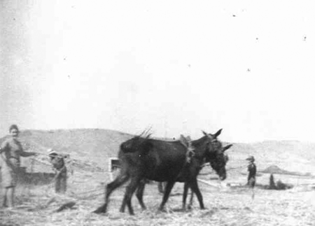 Burros con aperos de labranza. Morata de Jiloca.