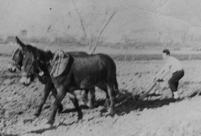 Vecinos de Maluenda arando en el campo.