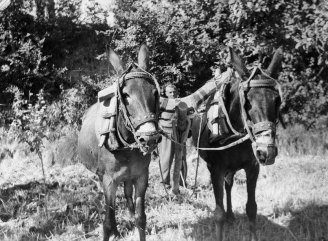 Burros con aperos de labranza. Maluenda.