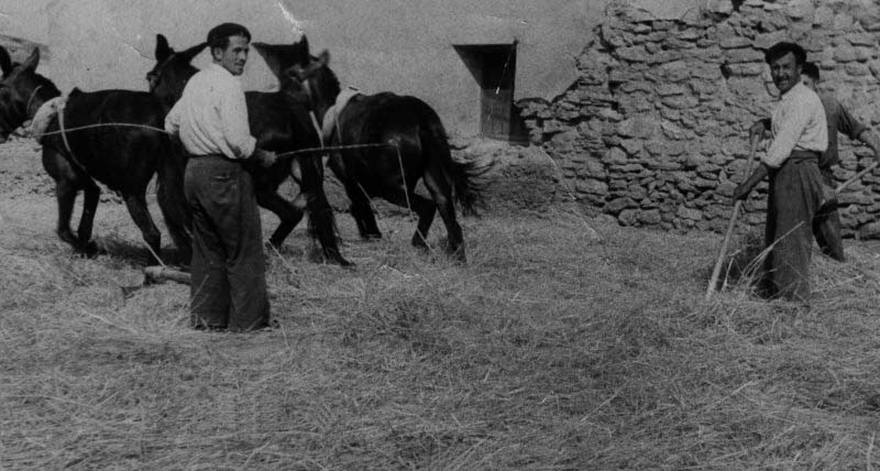 Removiendo la parva. Maluenda.