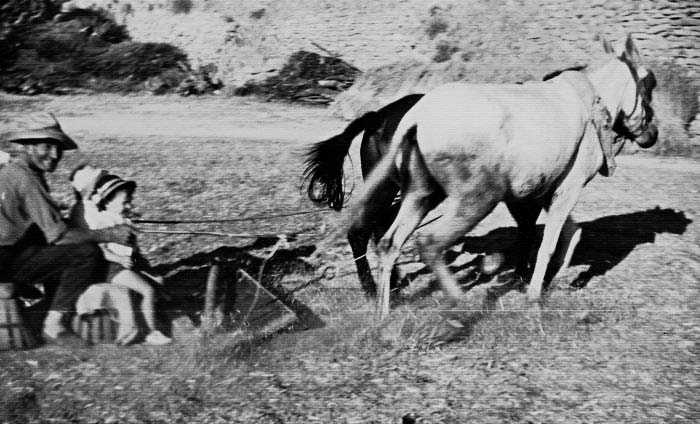 Labores de trilla en Maluenda.