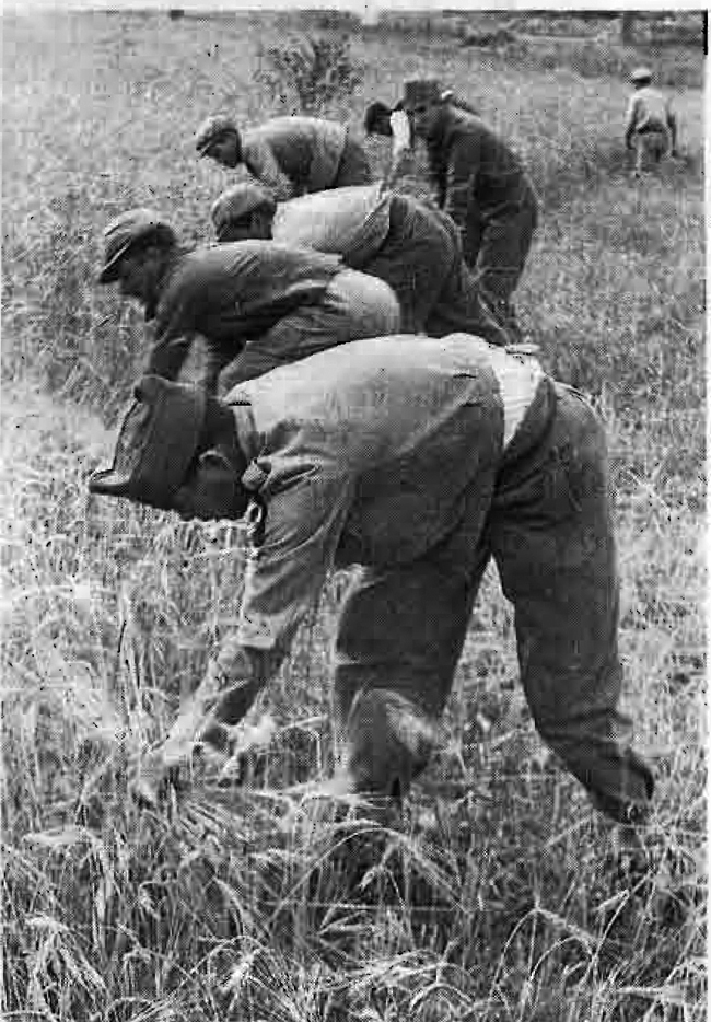 Milicianos segando en Pancrudo