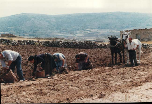 Sembrando azafrÃ¡n