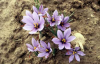 Flores de azafrÃ¡n. Pozuel