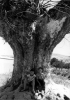 Dos niÃ±os junto a un Ã¡rbol centenario desaparecido en Calamocha.