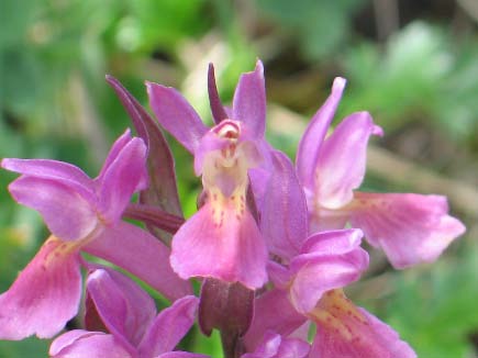 Archivo:Dactylorhiza sambucina purpura.jpg