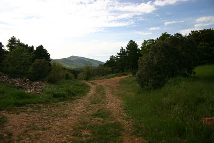 Archivo:Pinsapar Orcajo.jpg