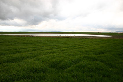 Archivo:Santed Balsa grande (1).jpg