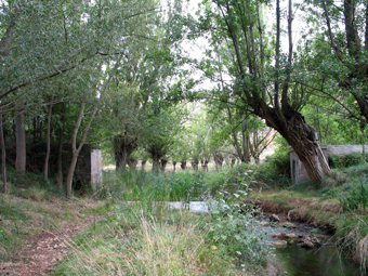 Archivo:Sifon Navarrete.jpg