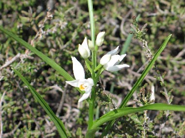 Archivo:Cephalanthera longifolia 02.jpg
