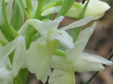 Archivo:Dactylorhiza sambucina 02.jpg