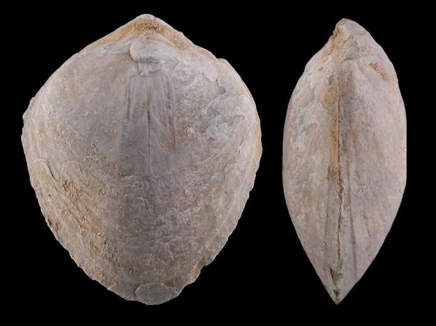 Archivo:Concha santacruz.jpg