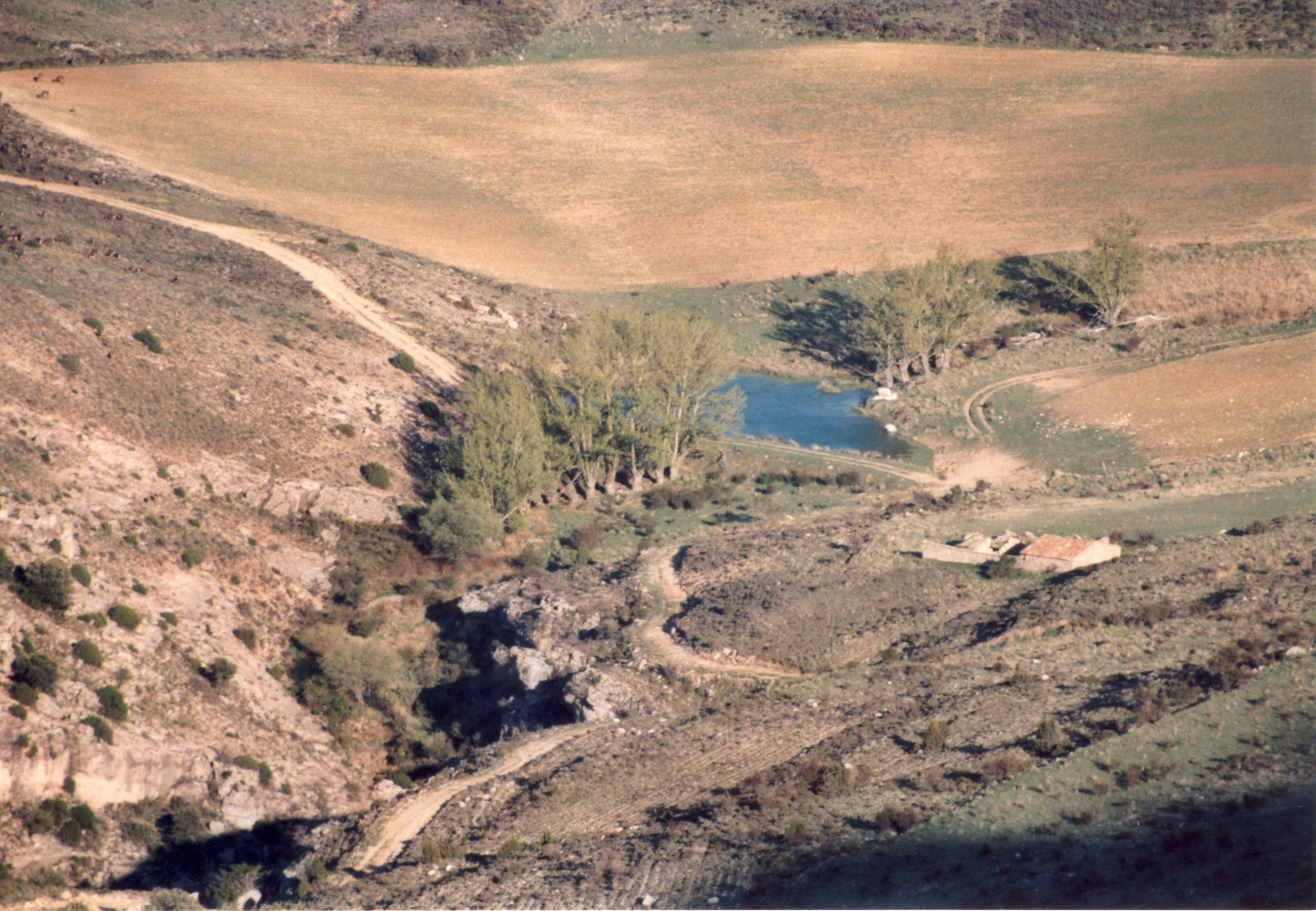 Chopos cabeceros en el Colladico.jpg