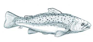 Archivo:Trucha.png