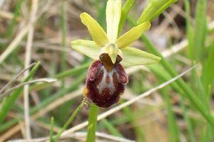 Ophrys aranifera 02.jpg