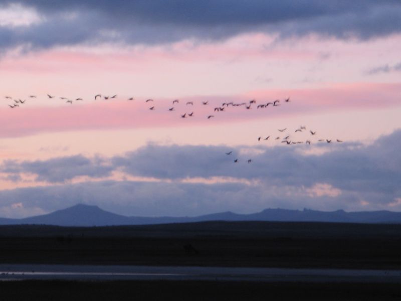 Archivo:Gallocanta PEH 077 (13).jpg