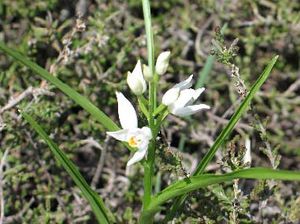 Cephalanthera longifolia 02.jpg
