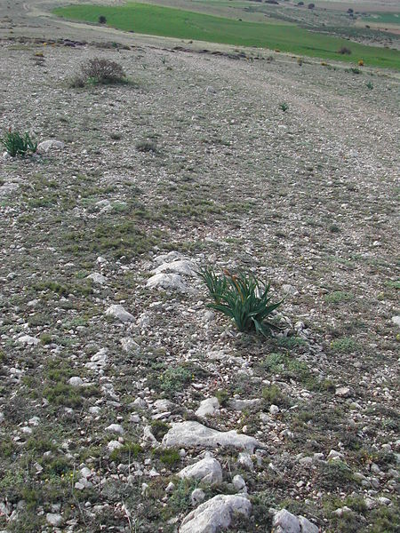 Archivo:Fuente cantador.jpg