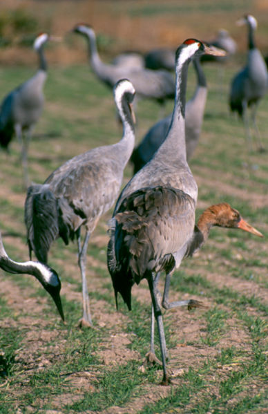 Archivo:Grullas.jpg