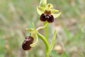 Ophrys aranifera.jpg