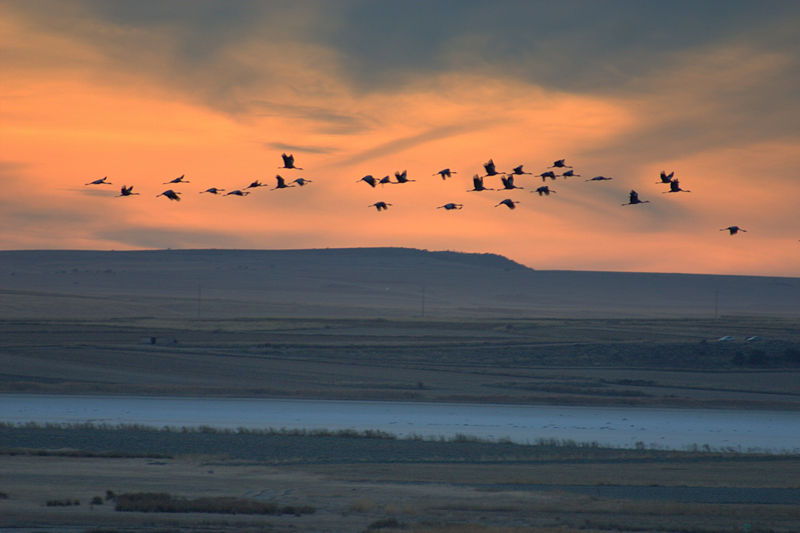 Archivo:Atardecer 6 Gallocanta.jpg