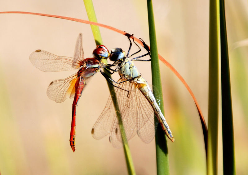 Archivo:Sabinarrubielos fauna01.jpg